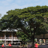 arbre