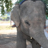 éléphant