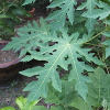 feuille