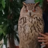 hibou