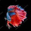 poisson