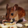 souris