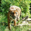 tigre