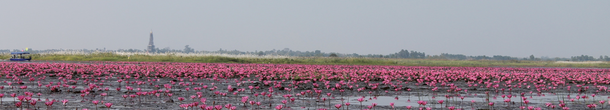 photo lac des lotus rouges